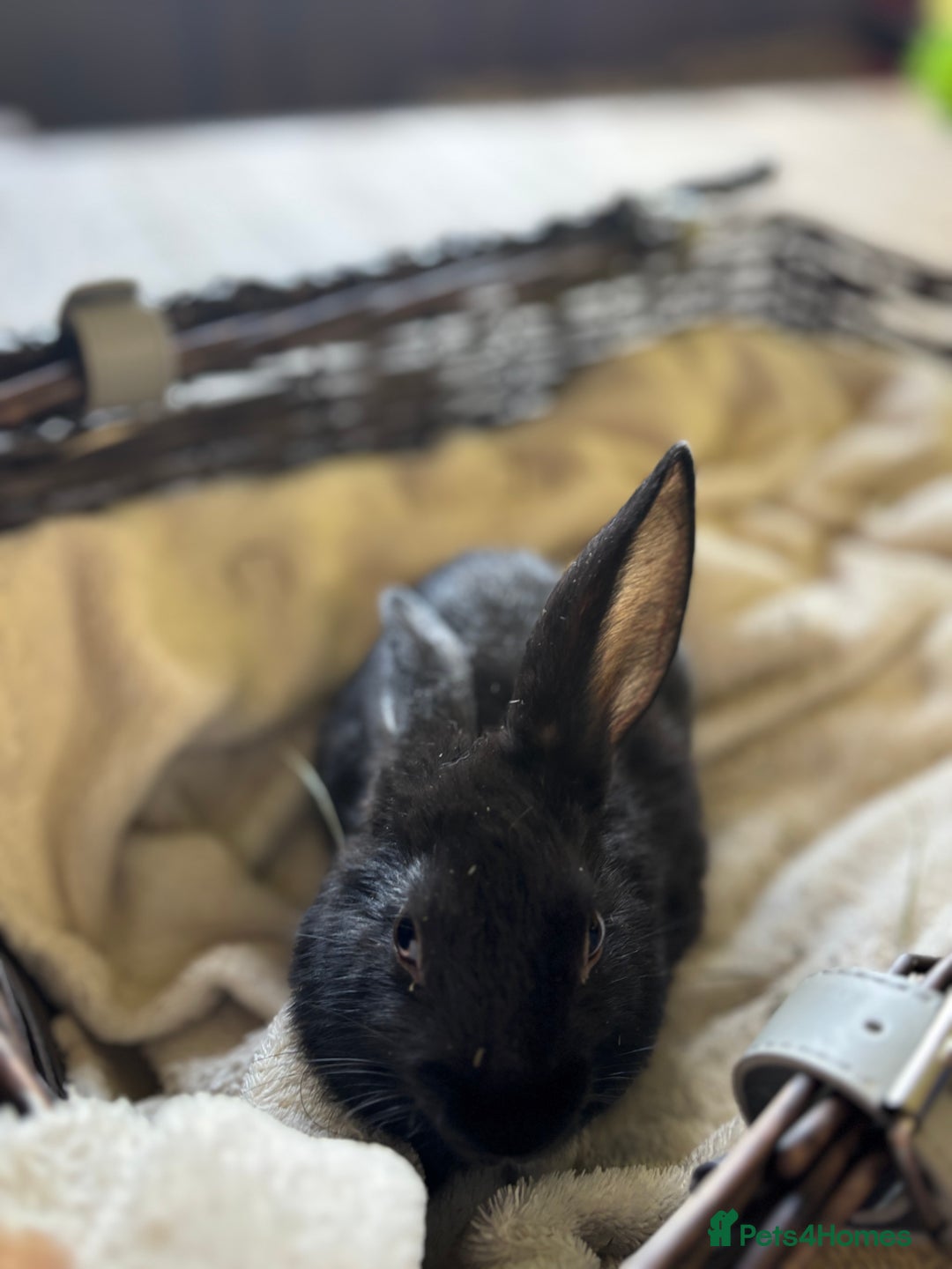 English Lop rabbits for sale: Beautiful English rabbits for sale  - Image 5