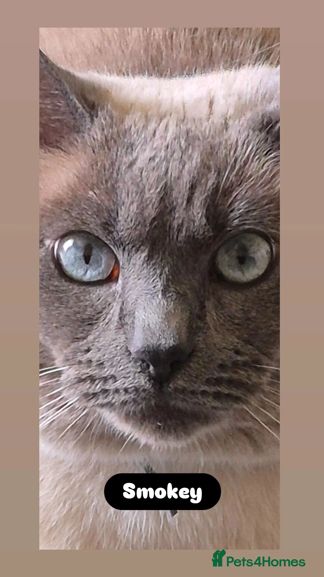 Siamese cats for sale: Beautiful Blue Point Siamese Boy 🩶 - Advert 2