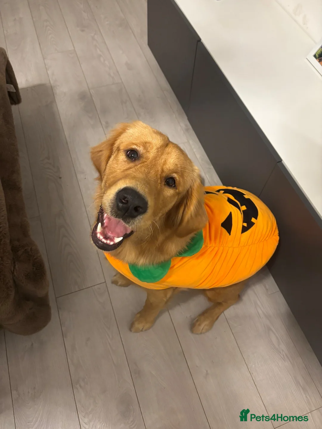 Golden Retriever dogs for sale: KC GOLDEN Retriever Boy   - Advert 2