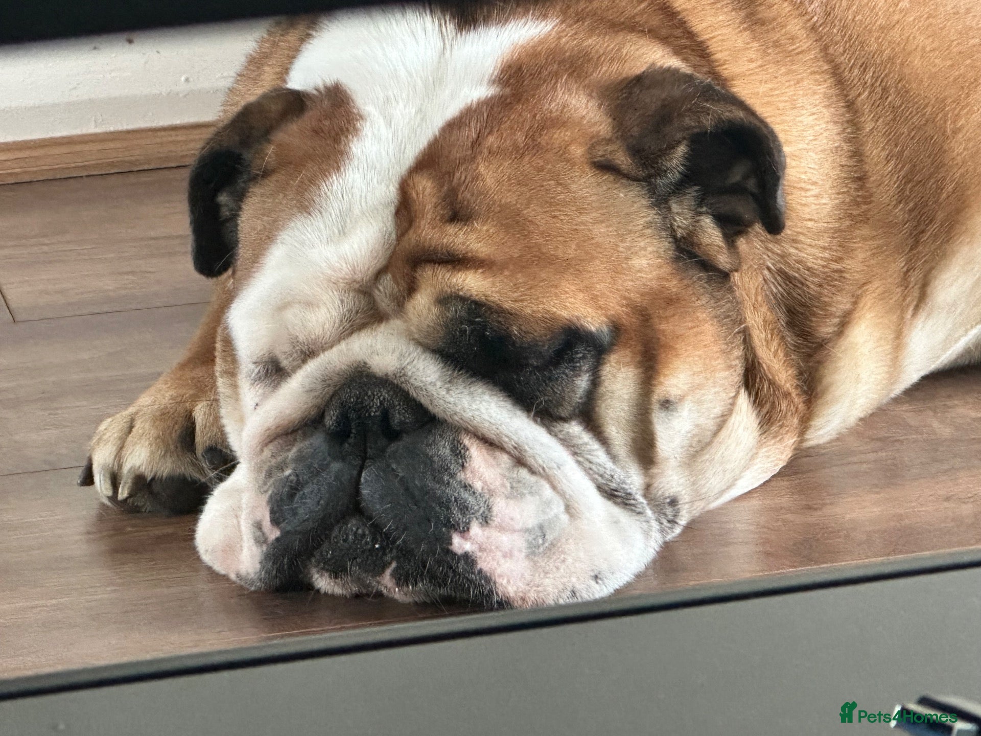 English Bulldog dogs Luna the bulldog  - Advert 6
