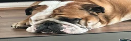 English Bulldog dogs for sale: Luna the bulldog  in West Malling - Advert 1
