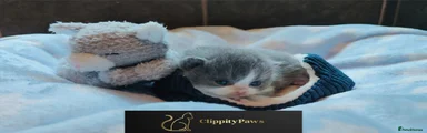 British Shorthair Kitten 2
