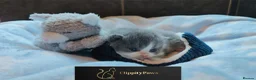 British Shorthair cats for sale: GCCF REGISTERED CHUNKY BRITISH SHORTHAIR KITTENS  - Advert 6