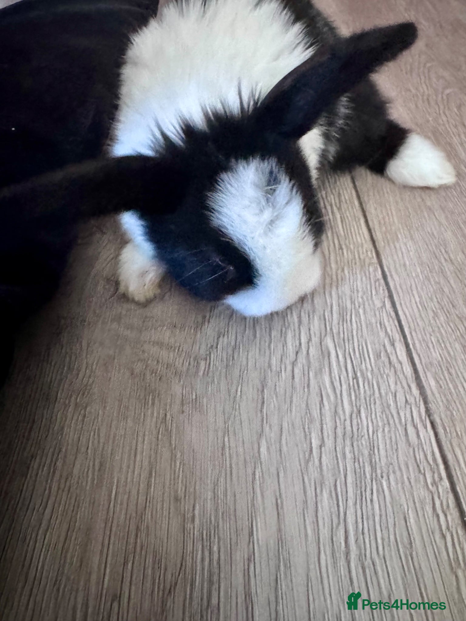 Mixed Breed rabbits 🐰 Adorable Rex x Dutch Baby Rabbits Available 🐰 - Advert 1