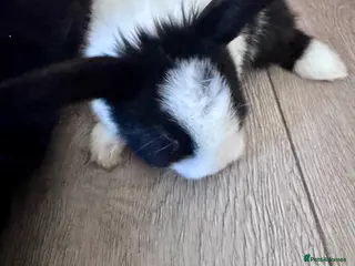 Mixed Breed rabbits 🐰 Adorable Rex x Dutch Baby Rabbits Available 🐰 - Advert 1