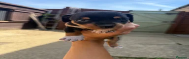 Jackshund 2