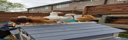 Chickens poultry for sale: Mixed hybrid chickens in Manchester - Advert 1