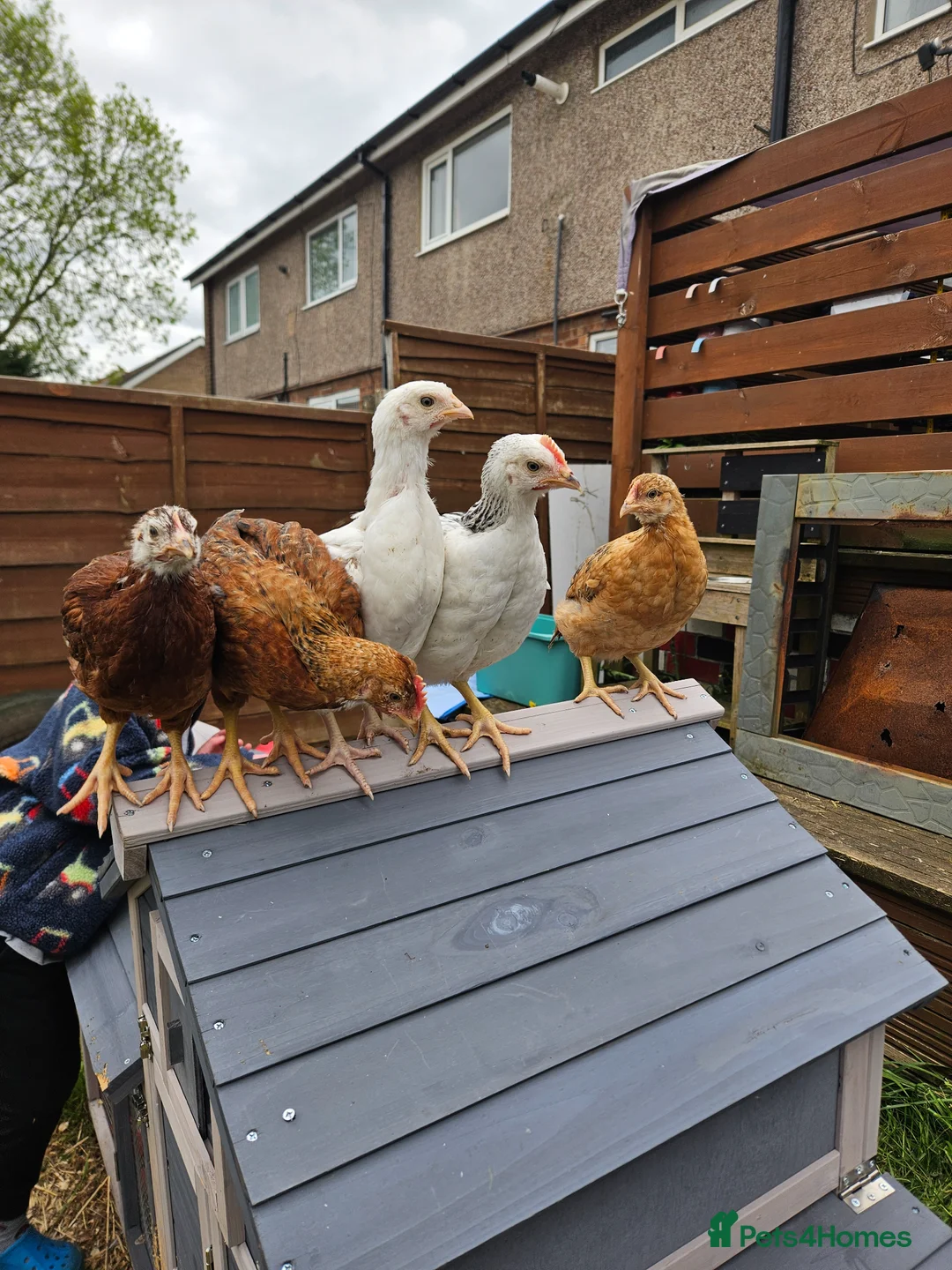 Chickens poultry for sale: Mixed hybrid chickens in Manchester - Advert 1