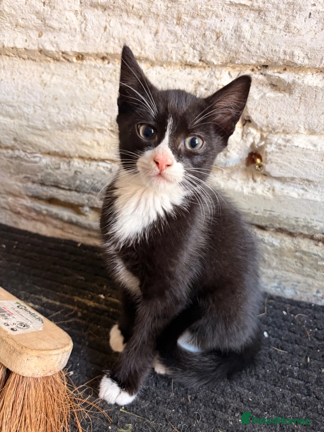 Mixed Breed cats for sale: Kittens for sale  in Delabole - Advert 2