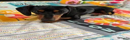 Dachshund dogs for sale: 7 Month old Dashshund Male puppy in Manchester - Advert 3