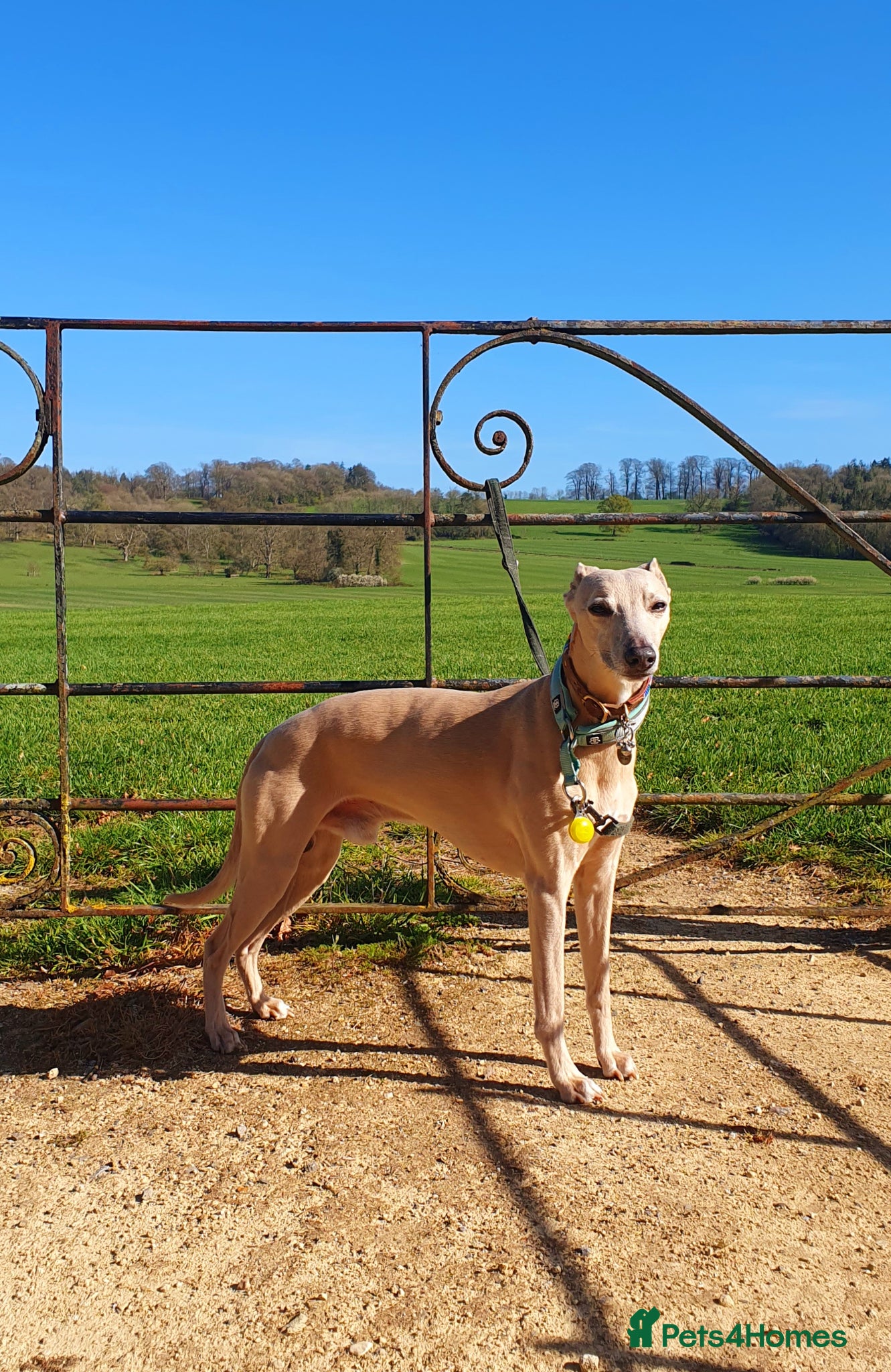 Whippet dogs Whippet for stud (KC reg; pedigree) Dorset. 20" - Advert 4