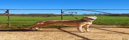 Whippet dogs for stud: Whippet for stud (KC reg; pedigree) Dorset. 20" - Advert 1