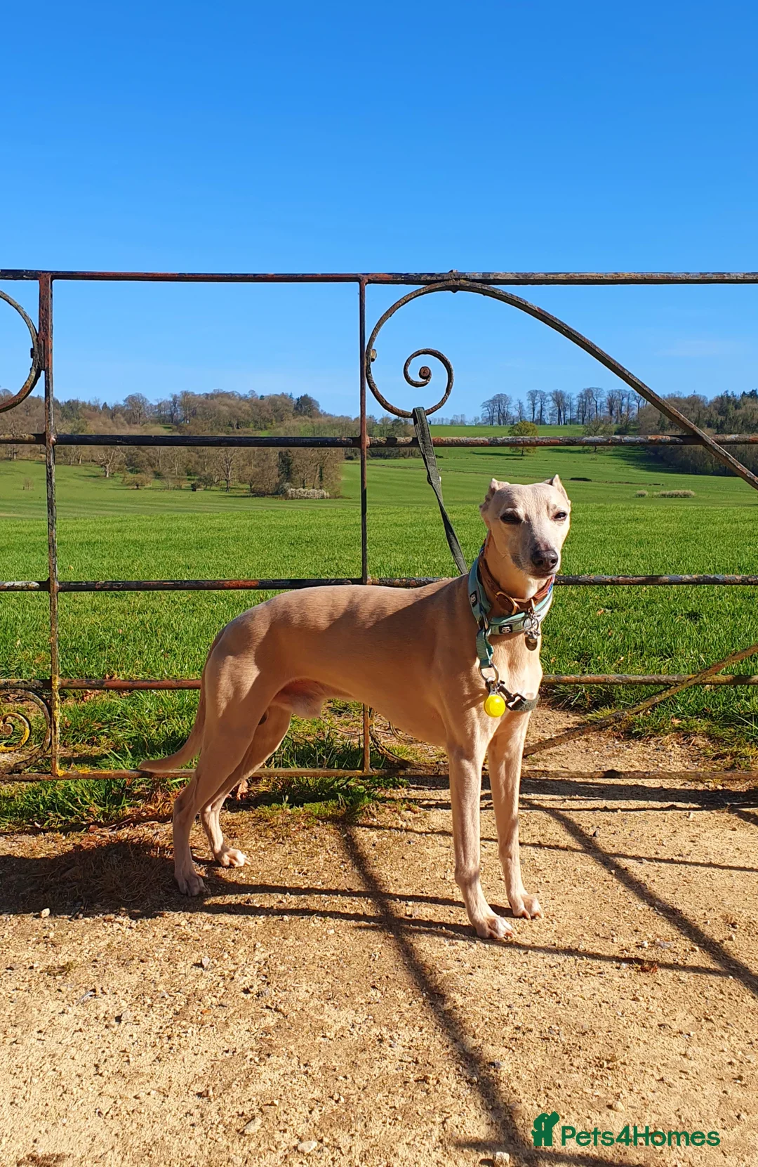 Whippet dogs for stud: Whippet for stud (KC reg; pedigree) Dorset. 20" - Advert 1