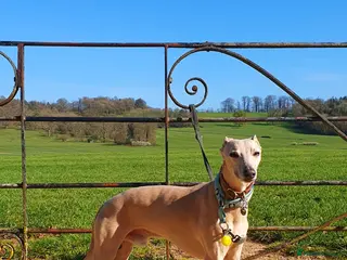 Whippet dogs Whippet for stud (KC reg; pedigree) Dorset. 20" - Advert 4