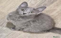 Russian Blue cats for sale: TICA Pedigree Nebelung blue girl  - Image 2