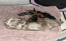 Miniature Dachshund dogs for sale: Beautiful miniature dachshunds L/H+S/H - Image 17