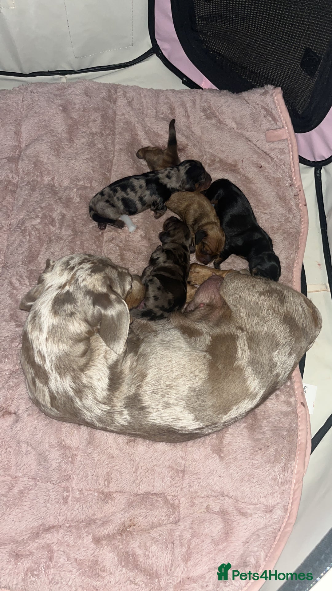 Miniature Dachshund dogs for sale: Beautiful miniature dachshunds L/H+S/H - Image 17