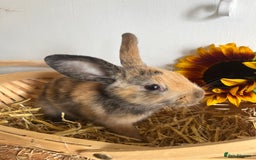 Mixed Breed rabbits for sale: Mixed breed bunnies for sale £30 each - Image 4