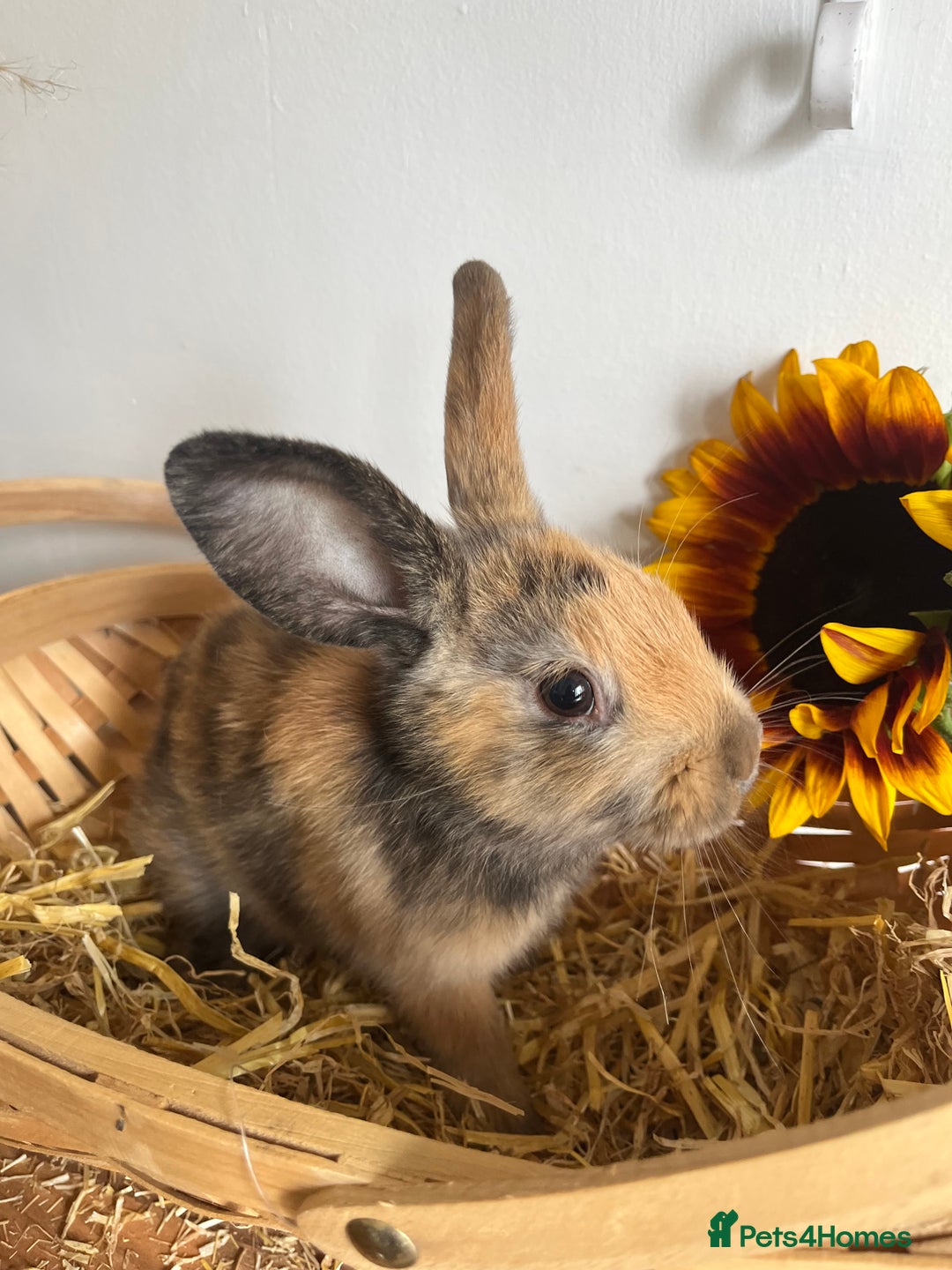Mixed Breed rabbits for sale: Mixed breed bunnies for sale £30 each - Image 4
