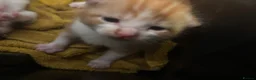 Domestic Shorthair cats for sale: kittens for sale - Advert 3
