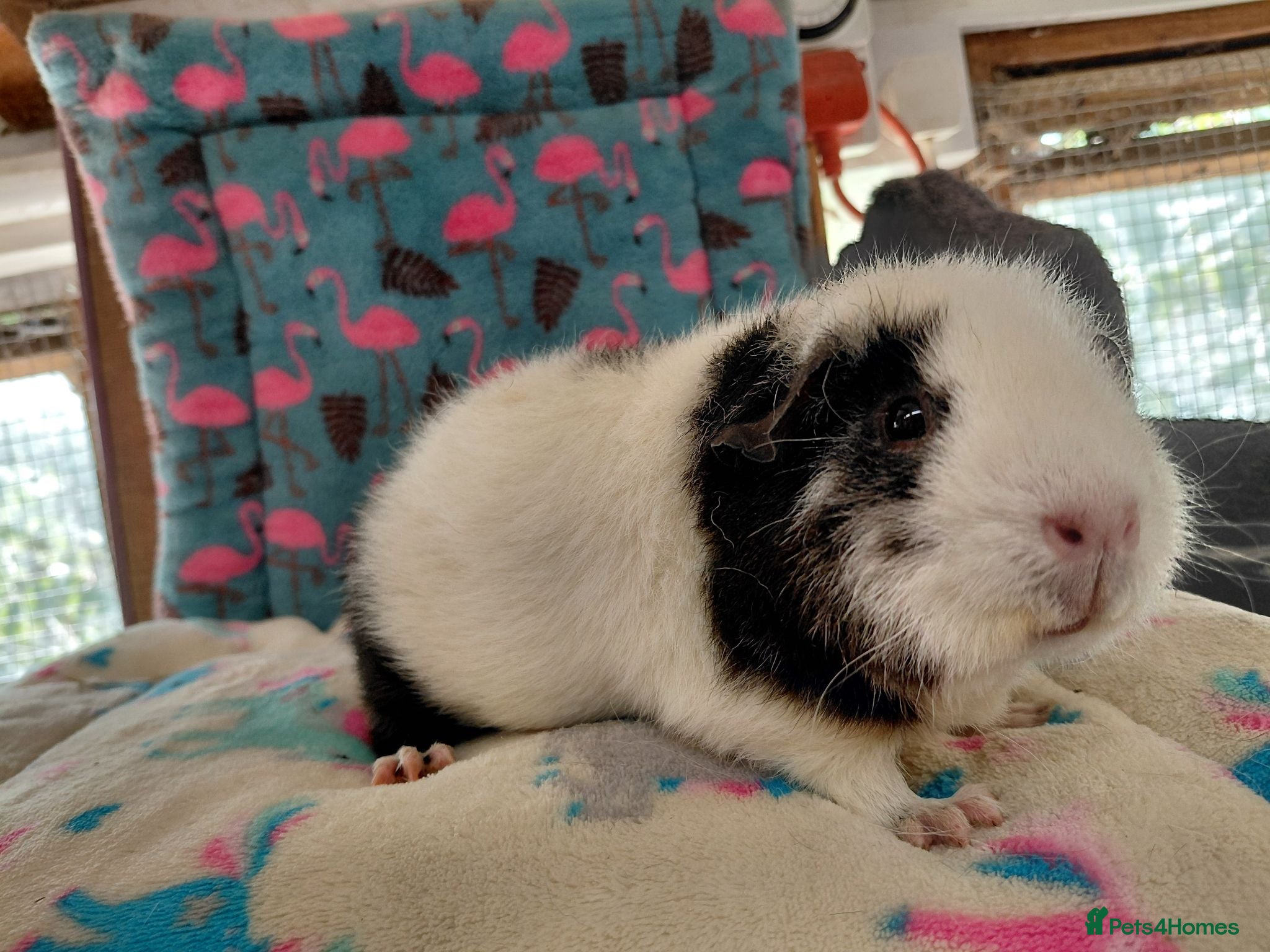 Guinea Pig rodents Young Adult Texel Sow RTR/ Young Teddy RTL - Advert 20
