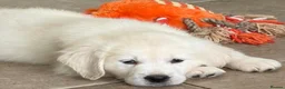 Golden Retriever dogs for sale: Lovely, confident playful puppies - Advert 33
