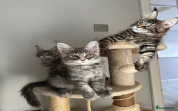 Maine Coon cats for sale: Gorgeous Pure Breed Maine Coon Kittens - Image 7