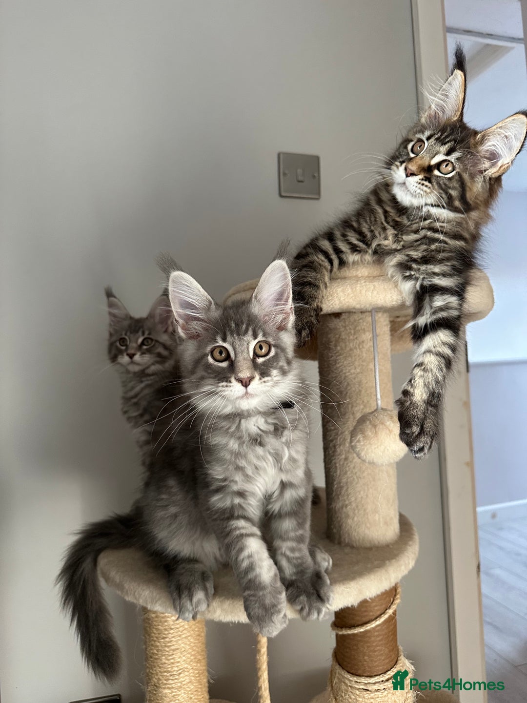Maine Coon cats for sale: Gorgeous Pure Breed Maine Coon Kittens - Image 7
