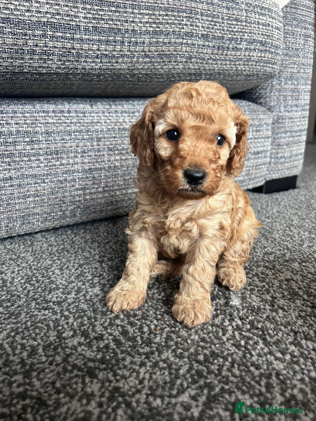 Miniature Poodle dogs for sale: Miniature poodle - Image 11