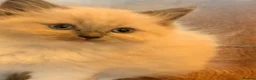 Ragdoll cats for sale: Stunning ragdoll kittens READY NOW - Advert 11