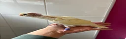 Parakeets birds for sale: Hand reared and hand tame Kakariki - Advert 3