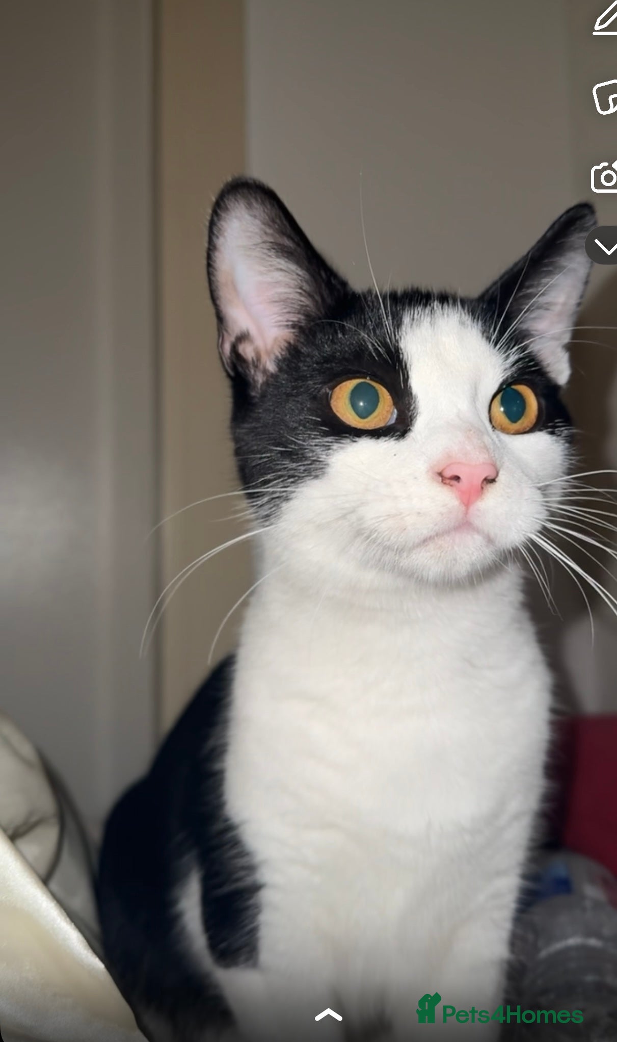 Mixed Breed cats Female Tuxedo Kitten - Advert 9