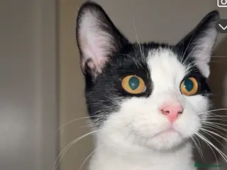 Mixed Breed cats Female Tuxedo Kitten - Advert 1