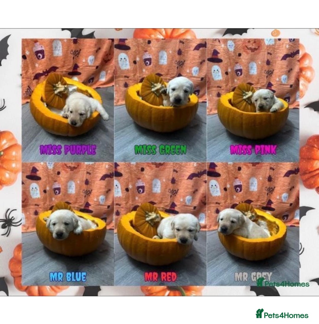 Labrador Retriever dogs for stud: KC Registered Yellow Labrador, Proven Stud  in Coalville - Advert 25