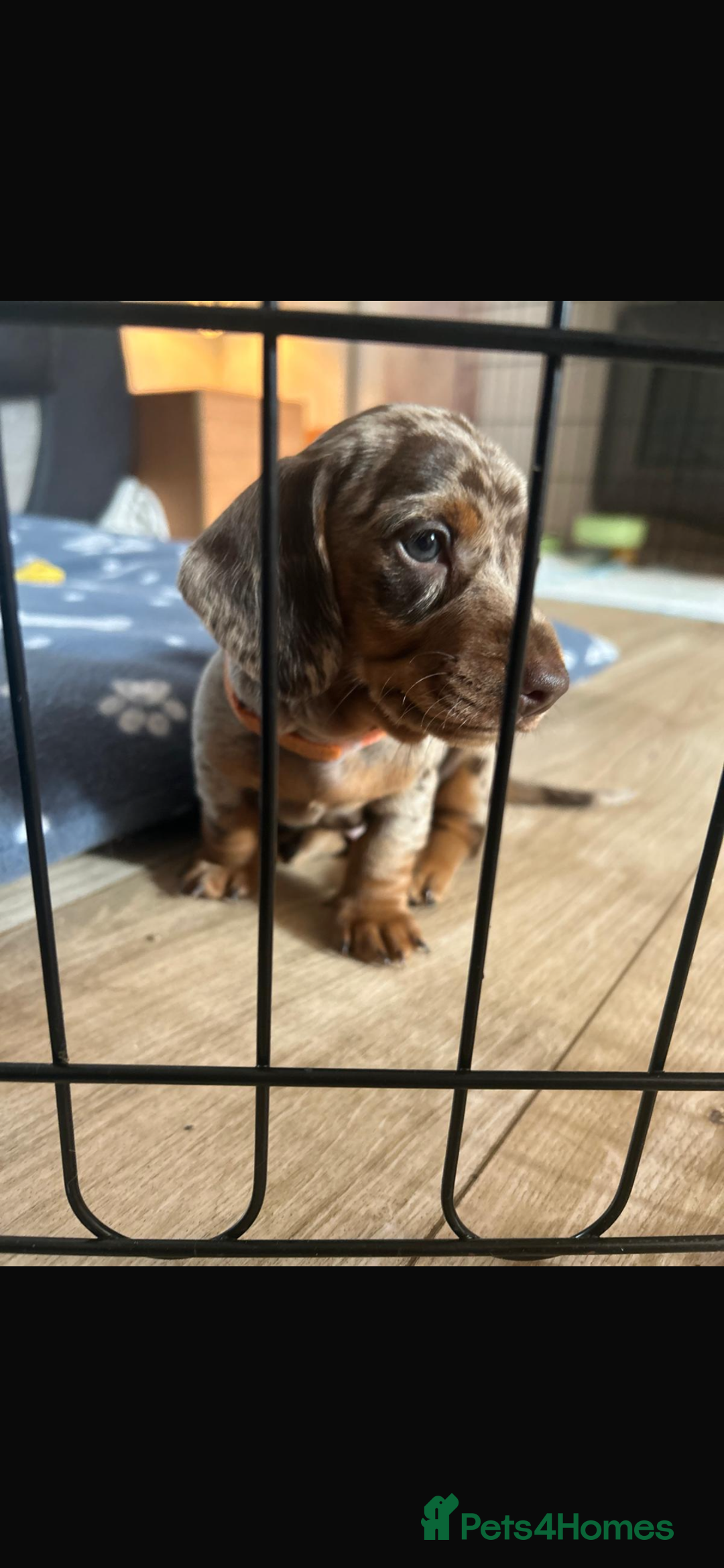 Miniature Dachshund dogs for sale: Miniature dachshunds  - Image 3