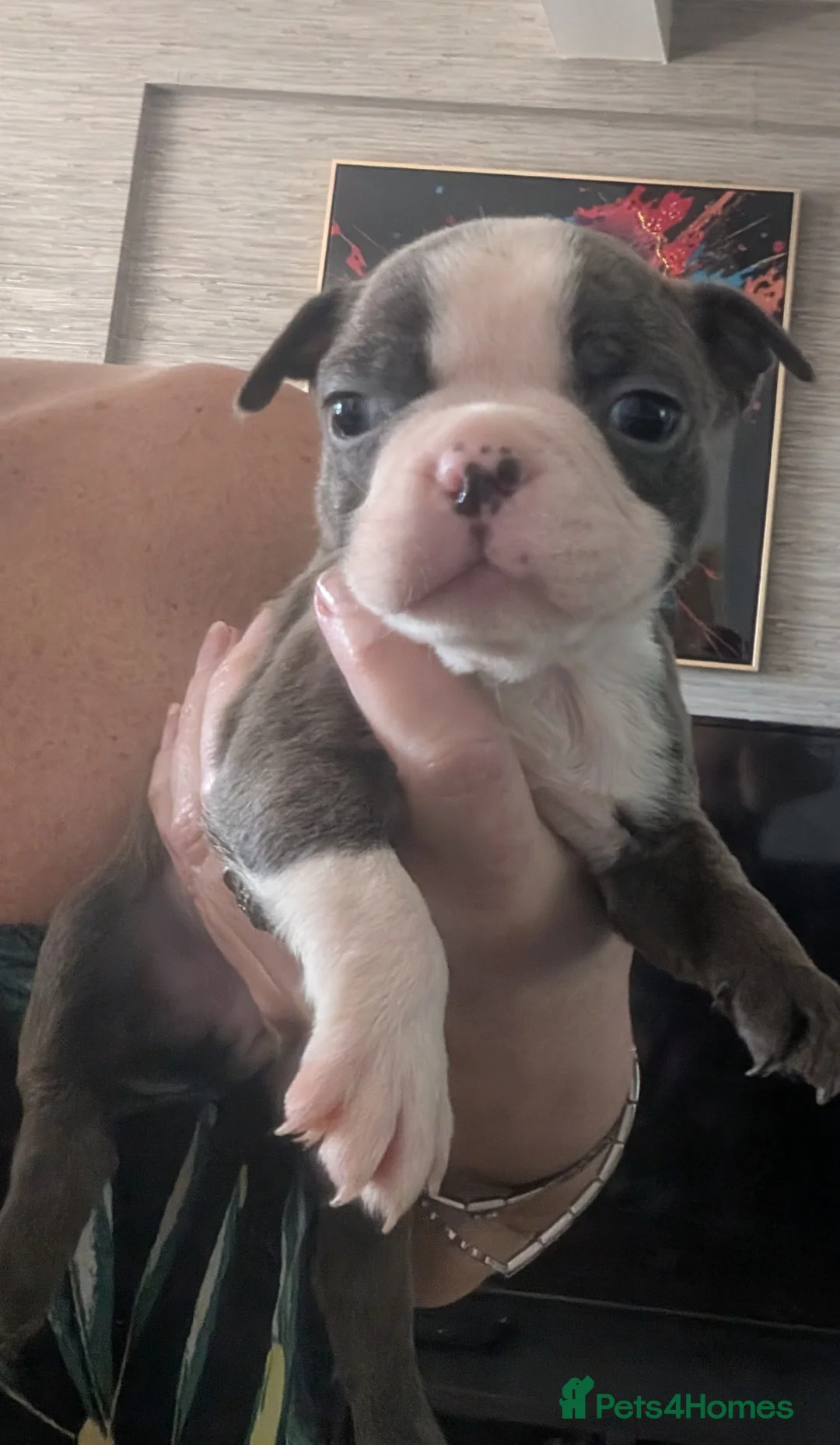 Boston Terrier dogs for sale: Boston Terrier pups looking for forever homes  in Merthyr Tydfil - Advert 2