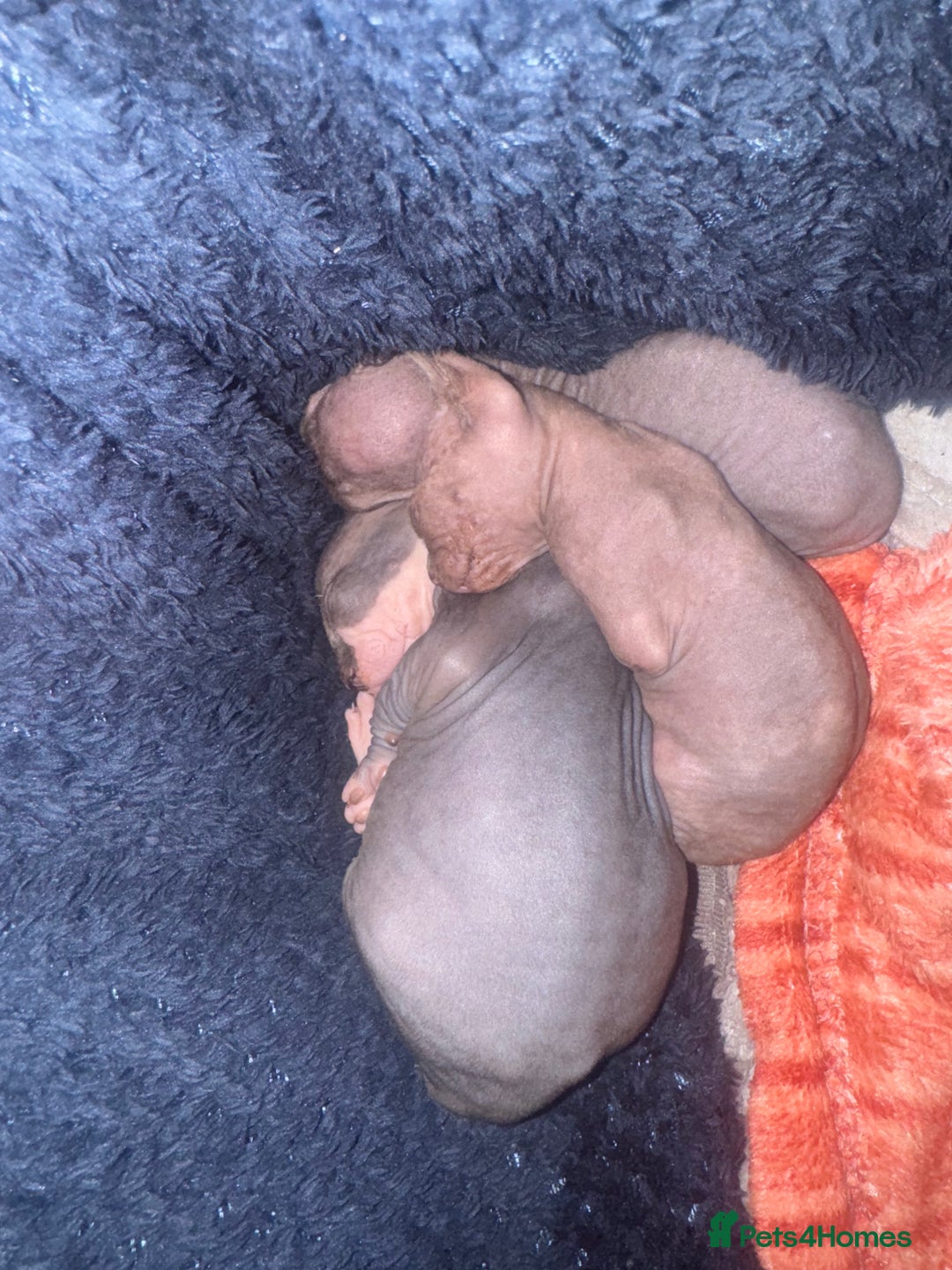 Sphynx cats for sale: 3 beautiful sphynx kittens  - Image 22