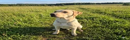 Labrador Retriever dogs for sale: 🐾 Beautiful Labrador Puppies – KC Registered 🐾 - Advert 4