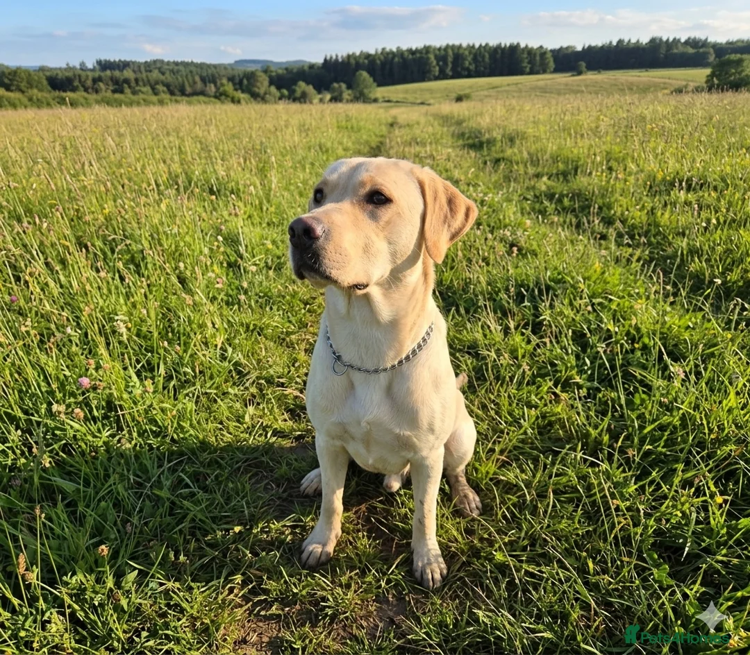 Labrador Retriever dogs for sale: 🐾 Beautiful Labrador Puppies – KC Registered 🐾 - Advert 4