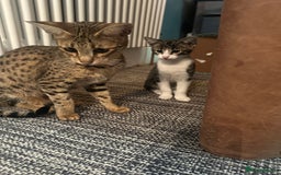 Mixed Breed cats for sale: Savannah F2 Cross - Image 9