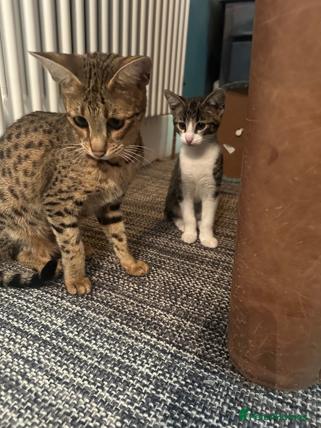 Mixed Breed cats for sale: Savannah F2 Cross - Image 9