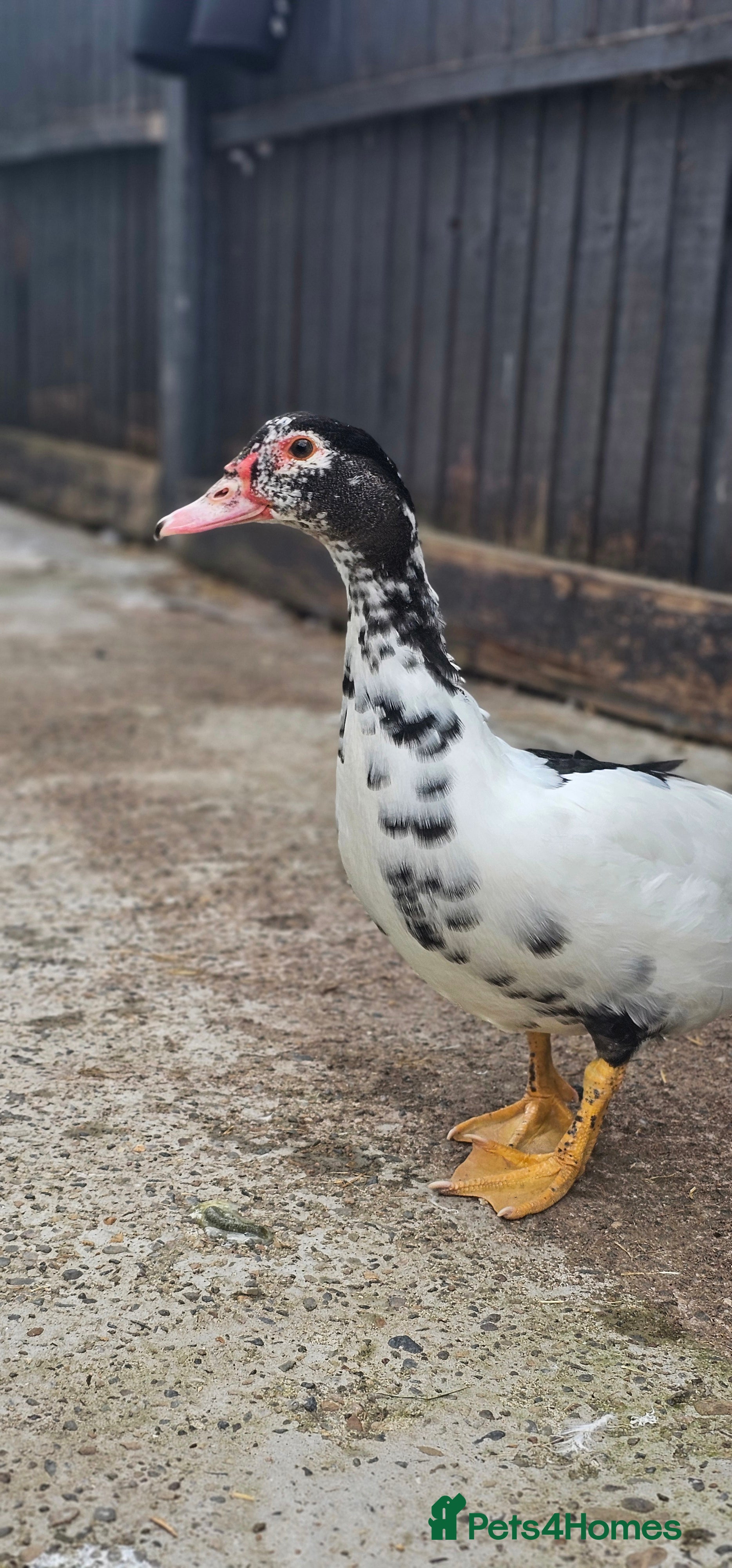Ducks poultry 4 Muscovy Ducks (1 Drake, 3 Hens) - Advert 2