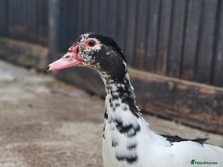 Ducks poultry 4 Muscovy Ducks (1 Drake, 3 Hens) - Advert 2
