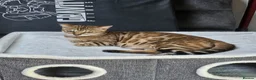 Mixed Breed cats for sale: Bengal mixed kittens - Advert 22