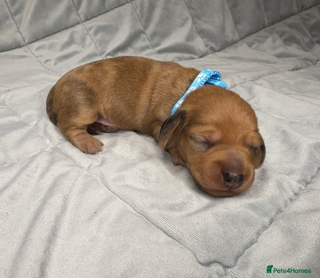 Miniature Dachshund dogs for sale: Miniature Dachshund Puppies💕 - Advert 5