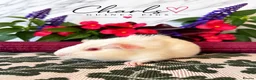 Guinea Pig rodents for sale: Lots of Female Guinea Pigs for sale  - Advert 8
