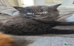 Mixed Breed cats for sale: Cross british short hair kittens in Rainham - Image 7