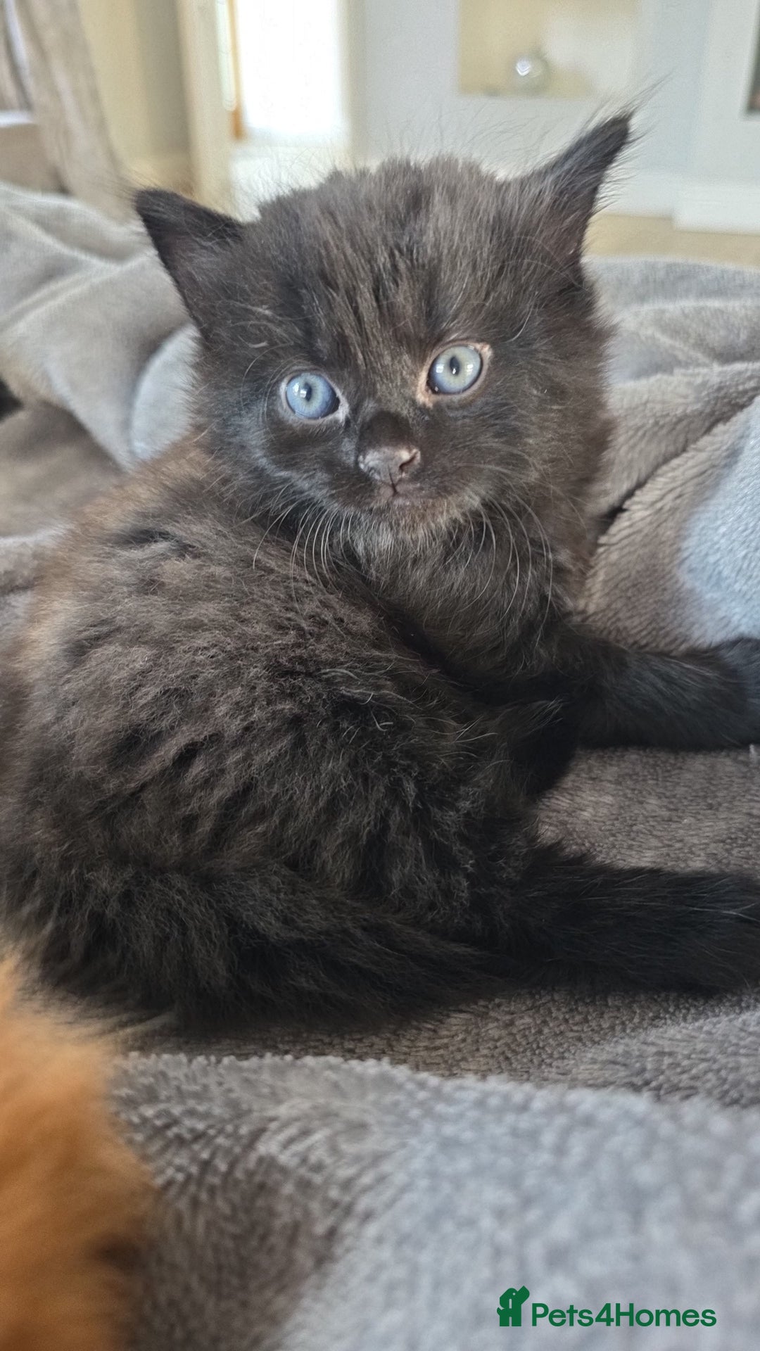 Mixed Breed cats for sale: Cross british short hair kittens in Rainham - Image 7
