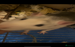 Rat rodents for sale: 2 friendly male rats  - Image 2