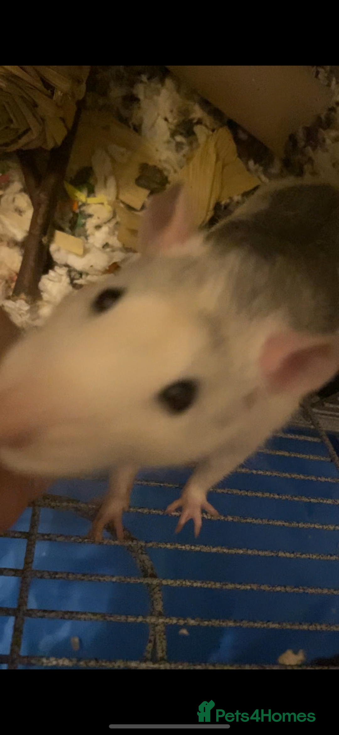 Rat rodents for sale: 2 friendly male rats  - Image 2